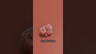 Vacuum packing pumpkins 🎃  3d cloth simulation  blender3d blenderanimation 3dart 3danimation [upl. by Bettina57]