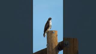 Juvenile RedTailed HawkButeo Jamaicensis [upl. by Lorelle]