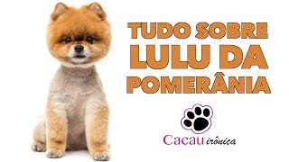 LULU DA POMERÂNIA  CURIOSIDADES [upl. by Ednarb]