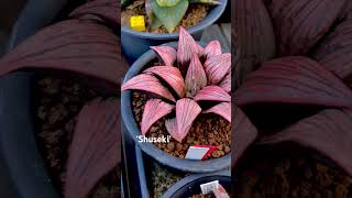 Haworthia cv ‘Shuseki’ rennyshaworthia Find offsets in webstore salesmaughaniicom [upl. by Crescin581]