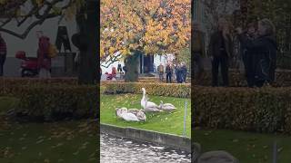 🍁Beautiful Bergen live music life autumn beautiful swan nature shorts art love subscribe [upl. by Ylla516]