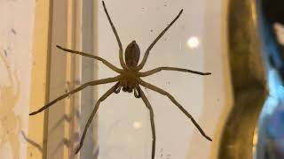 Brown Huntsman Spider Heteropoda jugulans 20221021 [upl. by Onabru323]