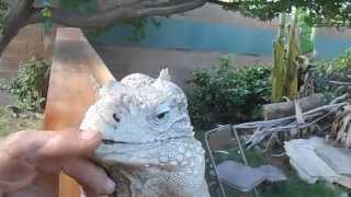 The Best Iguana in the World Buddy the lizard in quotLizard Greets Man like a Dogquot [upl. by Jasun]