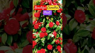 Beautiful camellia plant ☘️🥀 खूबसूरत फूलो वाला पोधाNaturewithGudiya [upl. by Nniuqal]