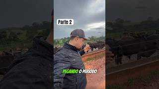 Parte 2  Vantagens da dieta sem volumoso em confinamento de gado de corte [upl. by Lucina]