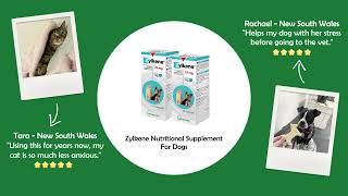 Supplements for Dogs budgetpetproducts [upl. by Wylie693]