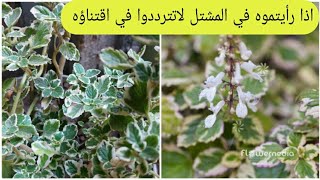 نبات بلاكترنتوس نبات الشمع من اجمل نباتات الزينه Plectranthus madagascariensis [upl. by Laohcin]