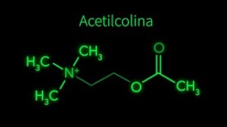 Acetilcolina  Neurotransmissores  Neurociências [upl. by Brinna498]