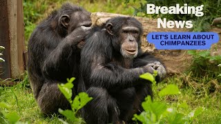 What is a Chimpanzee I Chimps for Kids [upl. by Paucker468]