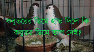 কবুতরের ডিমে হাত দিলে কবুতরে কি ডিমে তাপ দেই [upl. by Noonan]