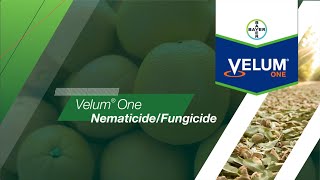 Velum® One NematicideFungicide [upl. by Nolly604]