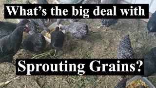 How to SPROUT CORN for chickens  why should you do it [upl. by Notneb788]