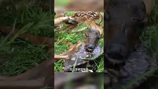 野鹿生下了四胞胎，豈料老虎就在附近！好在老虎沒有發現他們！ 野生動物 野鹿 神奇動物在這裡 老虎 動物世界看人生百態 [upl. by Gilberto]