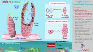 Animal Classification  Animalia Porifera Coelenterata Platyhelminthes Nematoda [upl. by Dott]