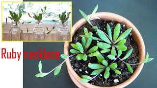 houseplants Ruby Necklace Succulent PropagationRooting in water and plant in soil [upl. by Selrahcnhoj]