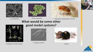 BIOL201 Ch121  Mendels Genetic Experiments Monohybrid Cross [upl. by Eidnac]