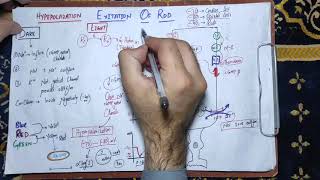 guyton chapter 51 part 4 excitation of Rods hyperpolarization of rodscolor vison photochemistry [upl. by Rossy81]