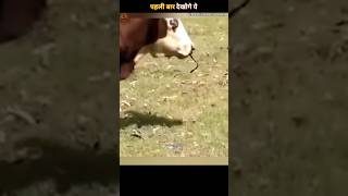 Why cow eating snake  facts shorts shortsfeed youtubeshorts [upl. by Olimpia588]