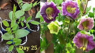 How To Grow Cup And Saucer Vine From Seed Cobaea Scandens flower Rare Garden Urduहिंदी [upl. by Lenor]