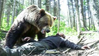 Grizzly Bear MAULS Forestry Worker During Field Inspection on October 20th 2024 [upl. by Ynamreg339]