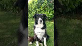 Border Collie One of the Smartest Dogs in the World bordercollie bordercolliedog dogbreed [upl. by Arual555]