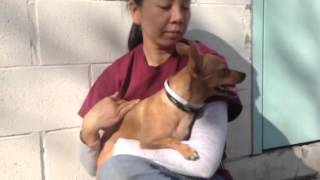 Puppylove A4668656 RESCUED [upl. by Ovida]