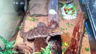 How to Bearded Dragon Care Water Misting [upl. by Morgen922]