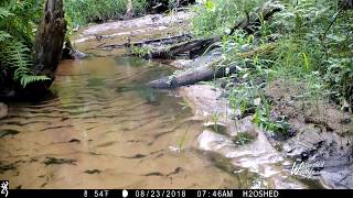 August 2018 Trail Camera Highlights A Michigan creek [upl. by Isacco262]