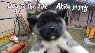 Life with an American Akita puppy Our daily routine with a 10 weeks old Akita [upl. by Eelsew713]