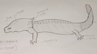 How To Draw Necturus diagram easily। Necturus drawing ।zoologyamphibianecturusdiagram।। [upl. by David]