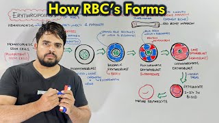 Erythropoiesis Process of Production of Red Blood Cells Hematopoiesis [upl. by Cathlene]