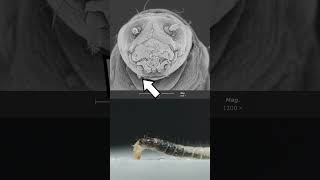 Fleas  eggs larvae and adults science insects [upl. by Ahsenar]