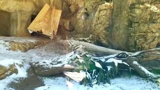 Jaguar plays in the snow at San Antonio Zoo [upl. by Atoiganap]