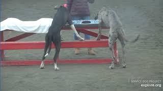 Arena Brekkies Adult Danes n Poppins Jami ChrisE 3292024 exploreorg [upl. by Rue]