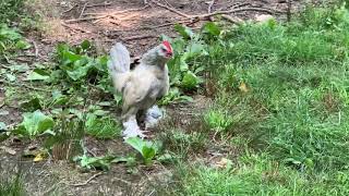 Young Porcelain d’uccle rooster crowing [upl. by Osman435]