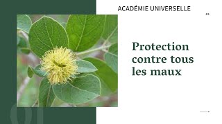 Faida La plante Koundjé GUIERA SENEGALENSIS sourate Al falaq et Al nass assure la protection [upl. by Eicyac]