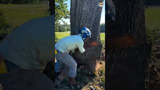 Felling a big hollow tree 😯 treecutting outdoors stihl arborist [upl. by Einnad161]