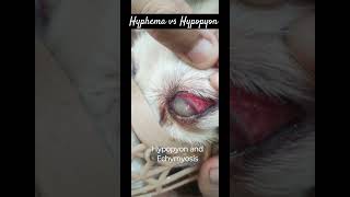 Hyphema vs Hypopyon hyphemahypopyoneyedogsurgeryshortsvetjunction vetdogloverdoggoyt [upl. by Mount]