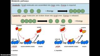 Anabolic vs Catabolic [upl. by Wachter224]