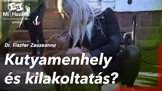 Kutyamenhely és kilakoltatás [upl. by Ednew]