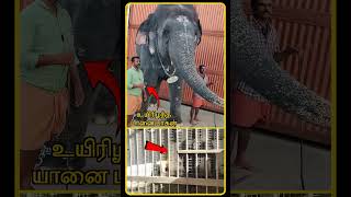 Tiruchendur Elephant Issue  Tiruchendur Murugan Temple Elephant  Tiruchendur Elephant  shorts [upl. by Ellessig239]