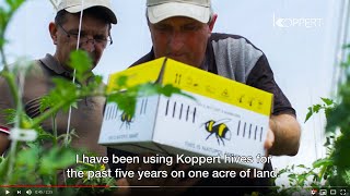 Tomato pollination with Koppert’s Natupol Smart [upl. by Dessma351]