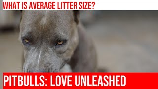 How Many Puppies Will My Pitbull Have A Guide to Pitbull Litters [upl. by Prudie421]