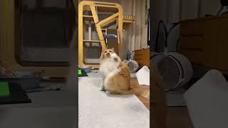 funny catcatcatscatlover catshorts funnycatsyoutubeshorts funnyvideo music [upl. by Atlee]