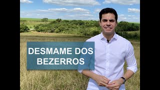 DESMAME DE BEZERROS SIMPLES E SEM ESTRESSE [upl. by Brightman]