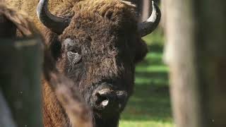 The Majestic American Bison Natures Giant bison americanbison [upl. by Meir240]