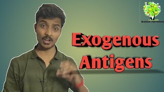 Exogenous Antigens  Endocytic Pathway MHCManas Mishra [upl. by Cassandre]