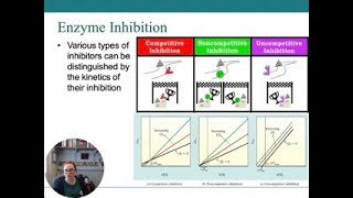 Enzyme Inhibition Overview [upl. by Elvera93]