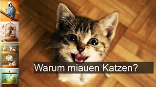 Warum miaut die Katze [upl. by Justin]