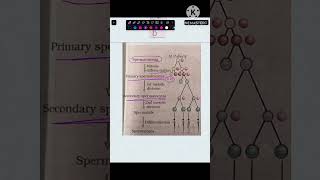 Ans 147 Spermatogenesis  Human Reproduction  NCERT Class 12 biology neet cuet neetug aiims [upl. by Hobie]